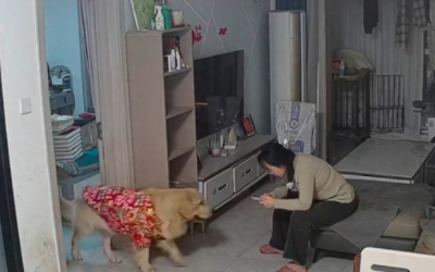 和对象吵架后女生坐在沙发上，金毛竟主动安慰抱一抱她，太懂事了