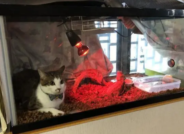 猫咪钻进爬虫箱，是取暖还是想加餐？蜥蜴：不知道，不敢动