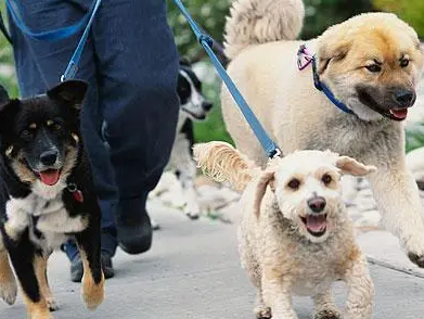 爱狗人士遛狗不牵绳，反骂老人老不死，网友呼吁禁止养犬 
