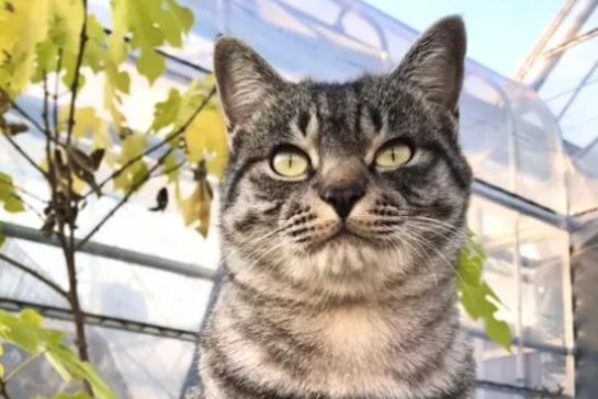猫咪竟用这种方式表达爱，还半路“关机”，主人：承受不了的爱...