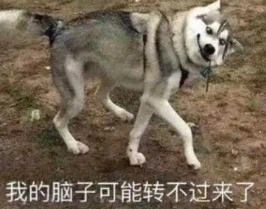 哈士奇到底有多蠢