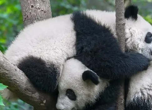 小熊猫太调皮，妈妈一巴掌呼上去，饲养员：你这是要谋害国宝？ 