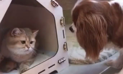 狗狗一直盯着小奶猫看，激动到颤抖，猫妈：哪凉快哪呆去 