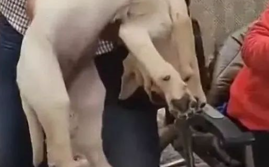 金毛犬怕被主人卖了，一抱起来就装死