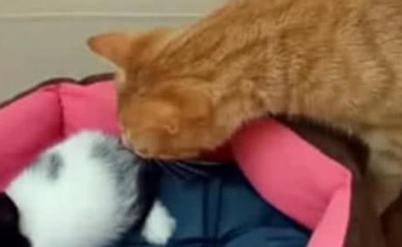早上起床发现兔子竟在猫窝待着，猫咪举动让主人有些不淡定了