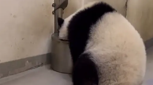 熊猫宝宝做体检不配合，把手套都挠破了，无奈好几个医生按着它