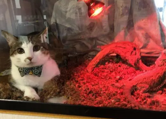 猫咪钻进爬虫箱，是取暖还是想加餐？蜥蜴：不知道，不敢动