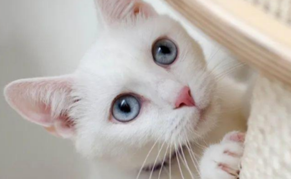 寒冬里宠物猫“离家出走”，警察及时帮忙