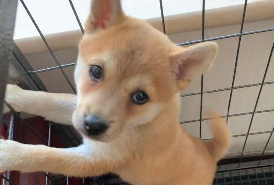 柴犬在笼子里不安分，它觉得自己有超能力，打算把笼子拆了