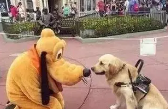 服务犬进入迪士尼玩，却被骂“不专业”！