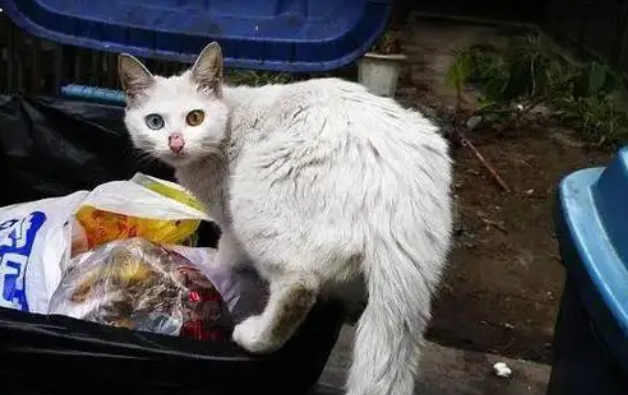 男子顺走酒友两只猫 猫恋旧主露马脚
