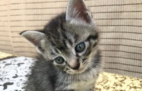 猫咪竟用这种方式表达爱，还半路“关机”，主人：承受不了的爱...