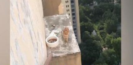 太原一只流浪猫被困34楼高台一个多月，终于获救 