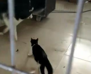 哈士奇惹怒小猫，下一秒就被猫咪吓出这幅怂样，主人：这狗不要了