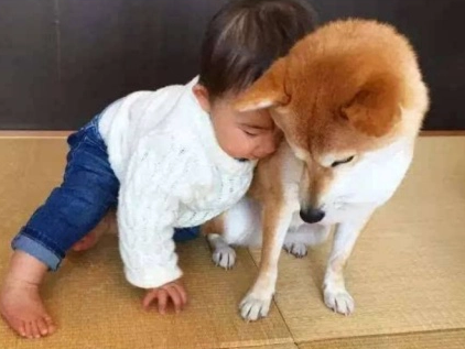 柴犬化身“狗保姆”，照顾小主人太细心走红，宠主：都是为了生活