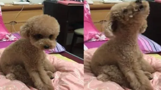 贵宾狗听到垃圾车，大婶坐姿仰头啊呜哇分4段飙高音