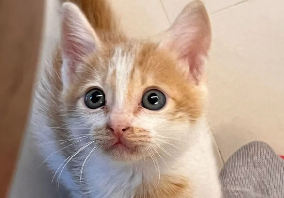 海边捡到流浪奶猫，于心不忍带回家后，直呼小流浪居然这么亲人！