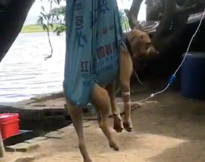 为了让狗打点滴时不要动，就把它们装进袋子里吊在了树上，鬼才呀