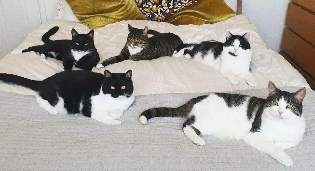 两年前流浪猫闯入网友家里生了一窝娃，后来这一家子都被收编了