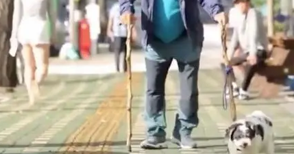 爷爷奶奶遛13岁狗子的画风截然相反，而狗子的反常行为感动众人