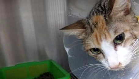 宠物猫惨遭虐待，被带到医院后医生都傻眼了，主人的反应让人寒心