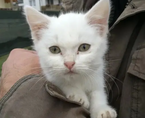 主人搬家不带猫，猫咪遇到好心房主，不仅被收养还有了好朋友