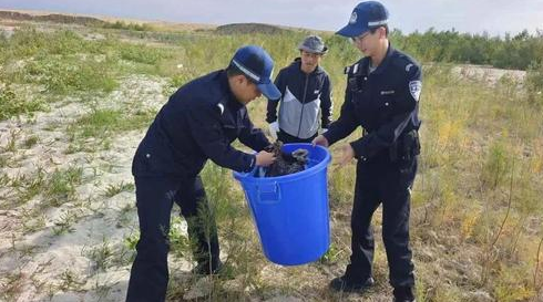 老鹰“折翼”坠落 警民携手营救国家二级保护动物