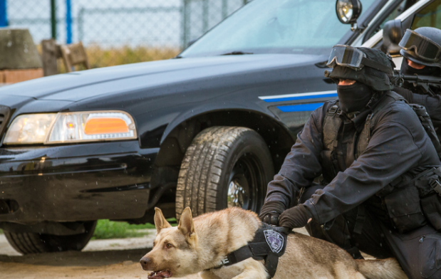 当普通狗看到警犬时，会觉得是警察来了吗？