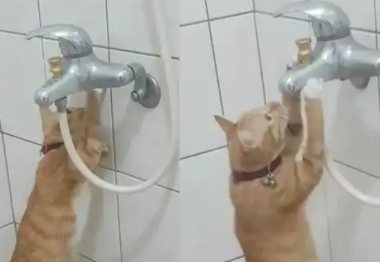 橘猫发现水龙头漏水，化身“维修工”检查