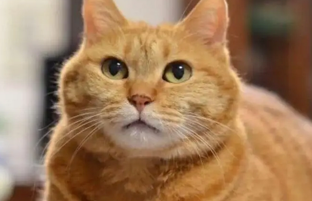 十个橘猫九个胖，又呆萌又可爱？殊不知你的爱它早已承受不来 