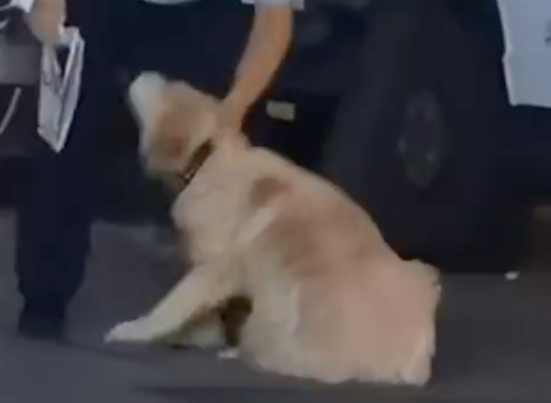 下雨了狗狗还不愿回家，主人好心劝说它不听，使用暴力才乖乖起来