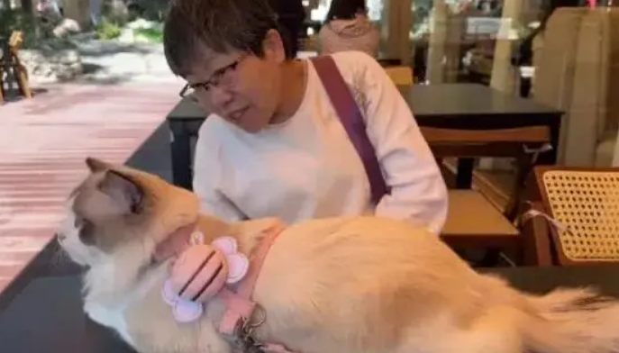 男友家不能养猫，结果女友的猫却能在妈妈腿上舒服地窝着！ 