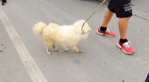 蓬安县桑梓景区内有犬只跑跳玩闹，狗主还是该管好狗狗！ 