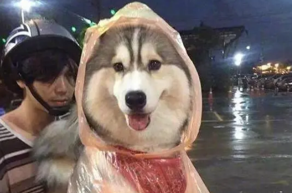带二哈兜风遇大雨，主人给二哈穿上雨衣自己被淋