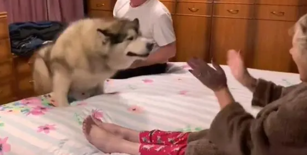 大狗看到奶奶很开心，“搜身”后态度就变了