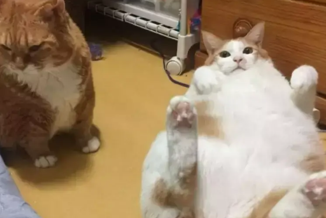 胖猫躺在地上不动了，主人觉得不对劲，猫：我翻不了身啦