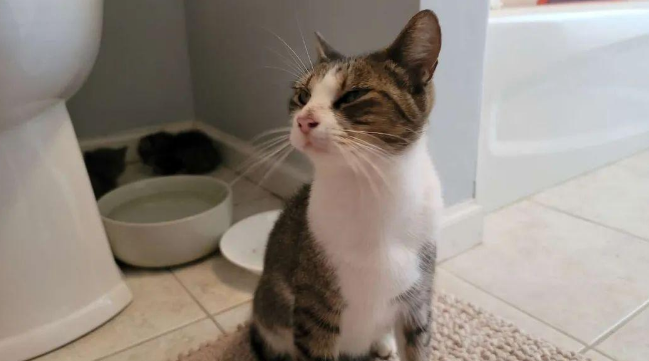网友偶然发现车库里有猫出没，原来是猫妈妈叼着小奶猫溜进来避难