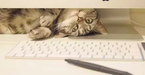 老板出差把猫咪寄养在我家，没想到它却给我找了不少麻烦！