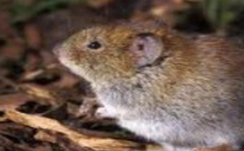 加兹温田鼠