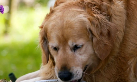 兽医学生帮助125磅重的金毛猎犬减肥