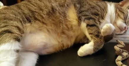 猫咪在主人办公桌上睡觉，还睡得打呼噜，主人：这还怎么工作