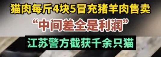 救了一只猫肉车上皮包骨的小猫…果然小猫被爱后会疯狂长出血肉！