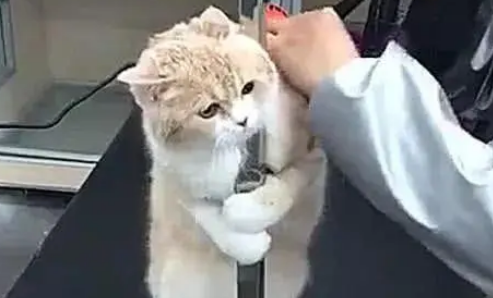 主人带猫去洗澡，迟迟没有被带出来，进去一看笑喷
