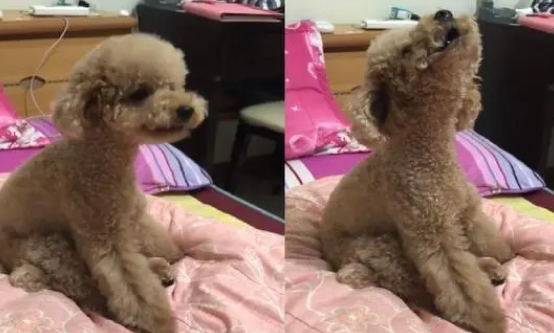 贵宾狗听到垃圾车，大婶坐姿仰头啊呜哇分4段飙高音