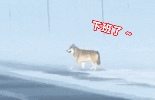 村民养狗防狼，野狼直接躺平认狗做大哥？狼：什么狼性文化，我要吃蛋黄派！