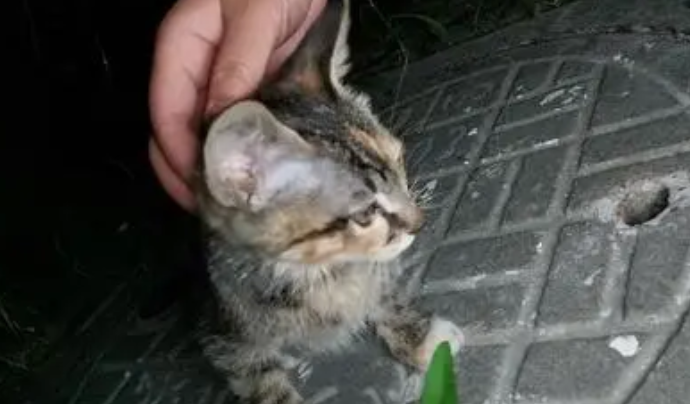 在小区被流浪猫抓伤，谁负责？ 