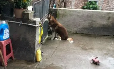哈士奇在主人出去后，失落的坐在门后观望