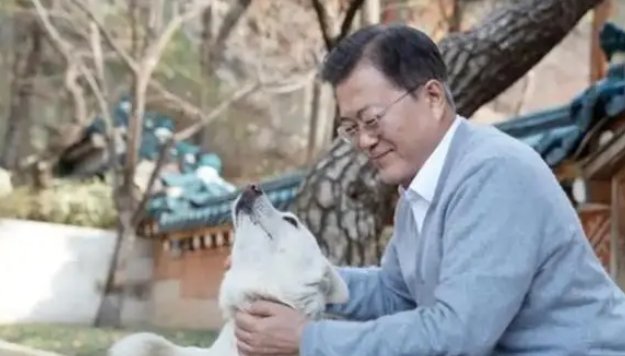 韩国友谊使节“丰山犬”何去何从？弃养风波后至今滞留动物医院