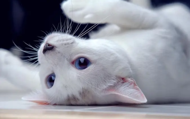 网上能免费领养名贵猫咪？警方：擦亮眼，切莫陷入骗局
