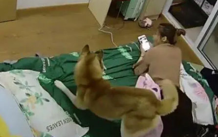 女主在床上休息，结果哈士奇直接跳上床，做出这样让人奔溃的举动